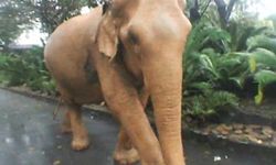 คนฮือฮา! ช้างเผือกที่สวนนงนุช ที่แท้เล่นโคลนมา