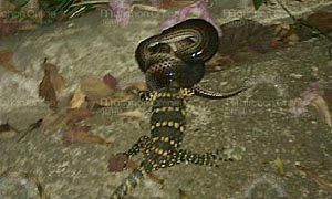 หวั่นอาเพศ! งูเขมือบตัวเงินตัวทองทั้งตัว