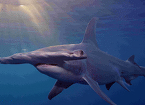กลุ่มอนุรักษ์กดดันคุ้มครองฉลาม3สายพันธุ์