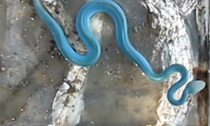 ชาวสุพรรณบุรีฮือฮา! พบงูประหลาดมีสีฟ้าสะท้อนแสงได้