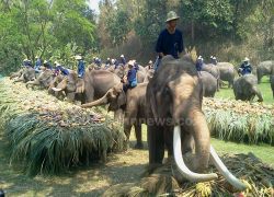 เชียงใหม่จัดงานสืบสานสายพันธุ์ช้างไทย