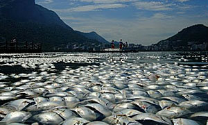 เหม็นคลุ้ง! ปลาตายหมู่กว่า 80 ตัน ที่ทะเลสาบบราซิล
