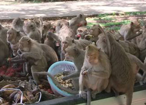 กรมอุทยานสัตว์ป่าฯทำบัตรประชากรลิง
