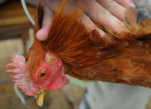 จีนสั่งปิดตลาดค้าสัตว์ปีกเซี่ยงไฮ้ป้องH7N9