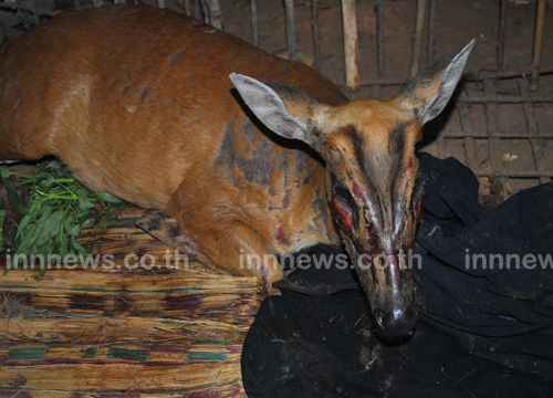 เก้งหนองบัวฯท้องแก่โดนพรานยิงเสียชีวิตแล้ว