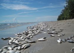 พบเหตุปลาทูตายเกลื่อนชายหาดตราดแล้ว