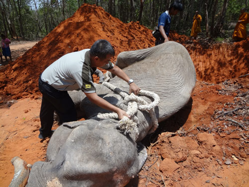 ช้างพังคำคูณ อายุ 89 ปี ล้ม อย่างสงบ