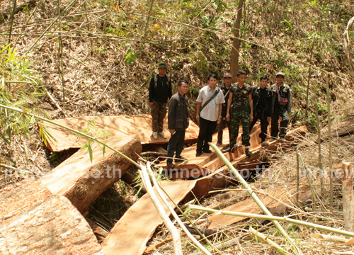 มอดไม้บุกตัดประดู่อายุ400ปีป่าสงวนแม่งาว