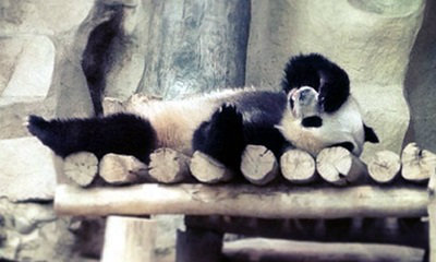 หลินปิง เท้าก่ายหน้าผาก ต้องถูกส่งกลับจีน