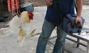 ไก่ดุ! เฝ้าบ้านแทนสุนัข ไล่จิกตีคน