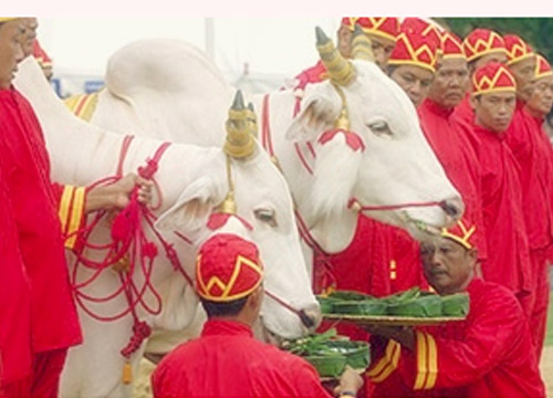 พระโคกินข้าวโพดหญ้าน้ำท่าบริบูรณ์-ได้ผ้า4คืบน้ำมาก