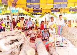 สุรินทร์พบต้นไม้อายุกว่า100ปีปรากฏรูปภาพ