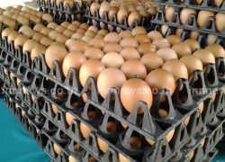 ไข่ไก่ธงฟ้าพัทลุงขายถูกแผงละ90บาท