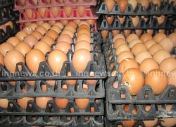 ราคาไข่ชัยนาทลด-ชาวบ้านแห่ซื้อไข่ธงฟ้า