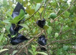 ไอเดียเกษตรกรไทยมะนาวห่อถุงดำเพิ่มมูลค่า