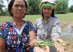 หนอนกระทู้ระบาดหนักกัดกินต้นข้าวสุรินทร์