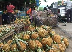 พ่อเมืองลำปางสั่งช่วยซื้อสับปะรดผลสด