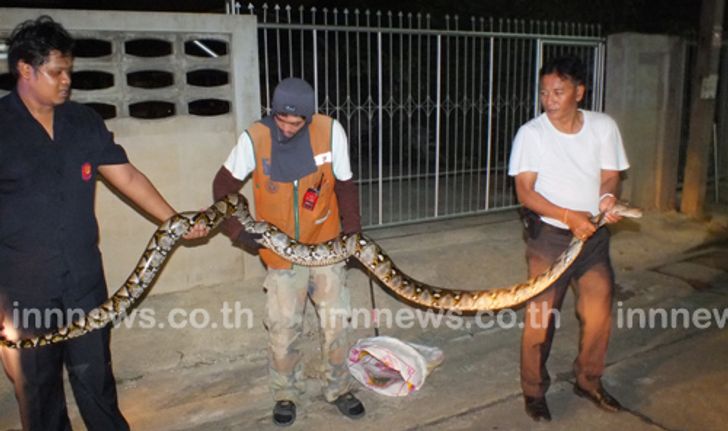 ชาวบ้านปทุมธานีผวางูเหลือมโผล่กินสัตว์