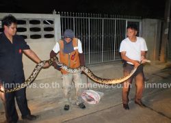 ชาวบ้านปทุมธานีผวางูเหลือมโผล่กินสัตว์