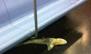 อึ้ง′ลูกฉลาม′โผล่รถไฟใต้ดินนิวยอร์ก ผู้คนงง′มาได้ไง′โฆษกพูดติดตลก′โปรโมตหนัง′