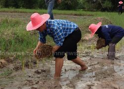 ประเพณีลงแขกคำโตนดดำวันแม่เกี่ยววันพ่อ