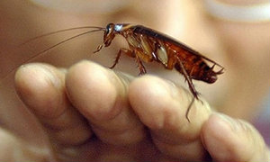 กองทัพ "แมลงสาบ" หลุดออกจากฟาร์มเลี้ยงที่จีน ผวาเข้าไร่ข้าวโพด