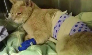 "สตัปป์ส" นายกเทศมนตรีแมว ถูกสุนัขกัดเจ็บสาหัส