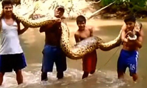 ฮือฮา ชาวบ้านเปรูจับงูยักษ์"อนาคอนด้า"ตัวยาว 16 ฟุต ในป่าอะเมซอน