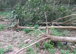 พายุฝนพัดกระหน่ำวังตะเคียนยางล้มกว่าพันต้น