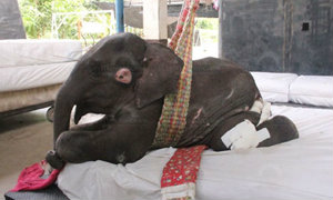 ฝังเข็ม "ช้างน้อยพังแตงโม" ยึดจากหมู่บ้านช้าง สุรินทร์ ดีขึ้นเล็กน้อย ห่วงติดเชื้อทำให้ตาย