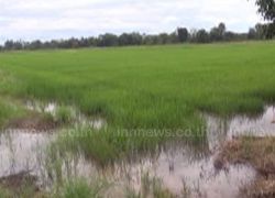 น้ำท่วมนาสุโขทัยเร่งสูบน้ำออก หวั่นข้าวเน่า