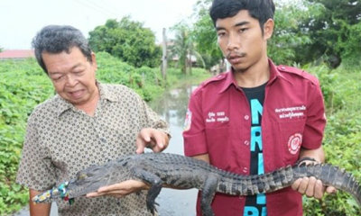 จับจระเข้หลุดน้ำท่วมตัวแรก ที่เกาะเมืองอยุธยา