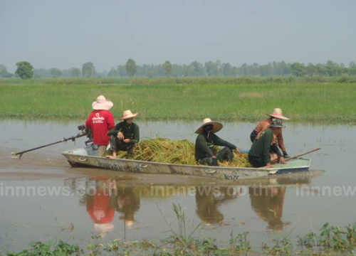 ทหารช่วยชาวนาพิษณุโลก-เกี่ยวข้าวหนีน้ำ