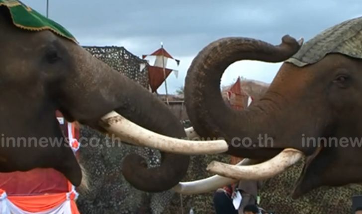 สุรินทร์-แถลงข่าว เปิดงานช้าง ยิ่งใหญ่