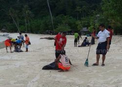 ชาวเกาะพีพีช่วยกันเก็บขยะริมหาด