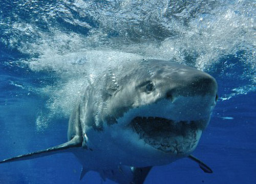 ฉลามกัดชาวประมงดับ นอกชายฝั่งฮาวาย
