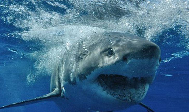 ฉลามกัดชาวประมงดับ นอกชายฝั่งฮาวาย