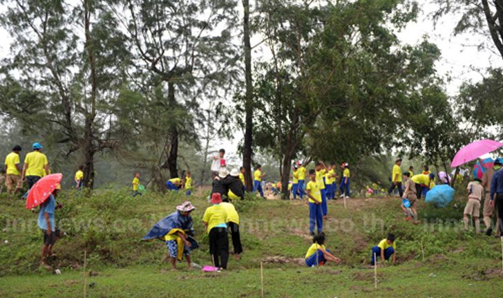 หาดสงขลาปลูกสนทะเล1,000ต้นป้องกัดเซาะ