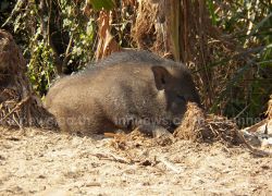 หมูป่าบุกบ้านปชช.ในต.บ้านใหม่ปทุมฯ