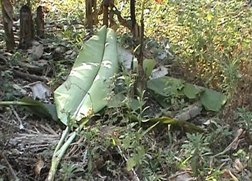 โขลงช้างป่าบุกกินผลไม้จันทบุรีเสียหาย20ไร่