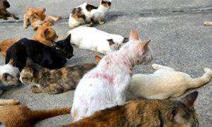 ผวาแมวตายหมู่ 30 ตัว สธ.คาดป่วย "ไข้หวัดแมว"