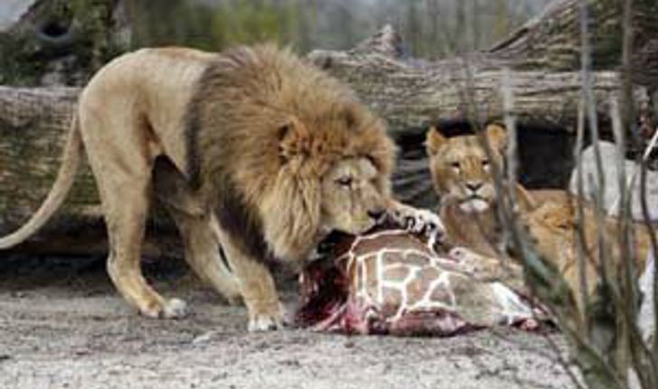 ช็อก สวนสัตว์สุดโหดฆ่ายีราฟปล่อยให้เด็กดูเป็นอาหารให้สิงโตกิน เมินเมตตา′ขอไถ่ชีวิต′ (ชมภาพ)