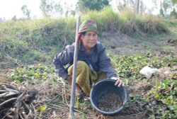 ชาวนาศรีสะเกษ ขุดหอยกินประทังชีวิต