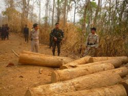 ตากยึดไม้สักกว่า100ท่อนแนวชายแดนจ่อส่งพม่า