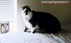 อย่าแหยม! เหมียวคลั่งจับเด็กเป็นตัวประกัน