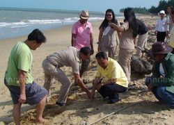 คราบน้ำมันลอยติดหาดบางมะพร้าวชุมพรร่วม5ก.ม.