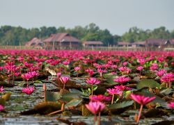 พัทลุงเปิดล่องเรือแลนกทะเลน้อยสงกรานต์