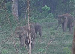 จันทบุรีขออุทยานฯช่วยนำช้างป่าออกนอกพื้นที่