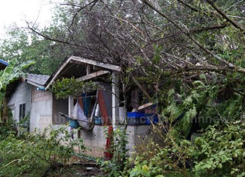 พัทลุงฝนตกลมพัดต้นไม้ล้มทับบ้านพังไฟดับ