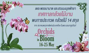 งาน Orchids in Bloom